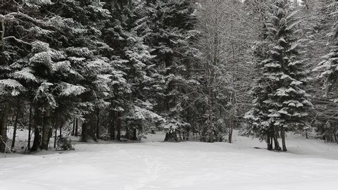 Snowfall in winter in the forest, soft snowy christmas morning with falling snow. Winter landscape. Snow covered trees.