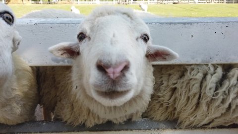 feeding sheep by grass at ranch
