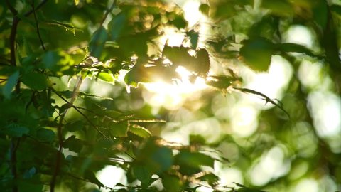 Rich green leaves of a tree waving in wind. Beautiful roundish bokeh. Sun shining through. Abstract slow motion shot