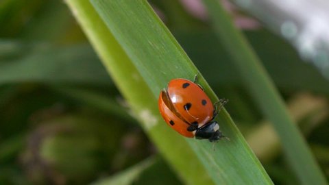 Ladybug or ladybird beetle walks along a blade of green grass and flies away
