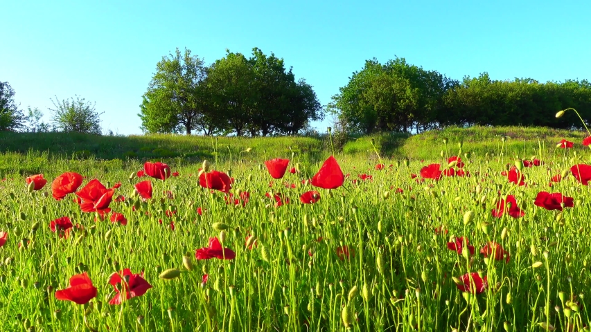 Wild poppy field, beautiful summer rural landscape. Fresh green meadow with bright red flowers, sunny day. Papaver rhoeas, common poppy, corn rose. Royalty-Free Stock Footage #1054312361
