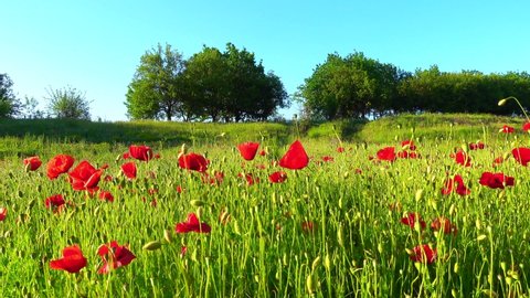 Wild poppy field, beautiful summer rural landscape. Fresh green meadow with bright red flowers, sunny day. Papaver rhoeas, common poppy, corn rose.
