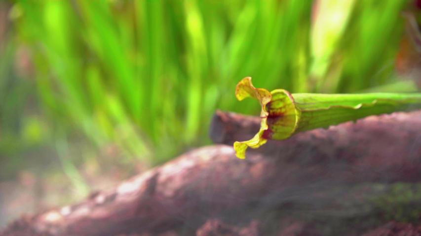 Nepenthes carnivorous plants in the morning mist in the rain forest
