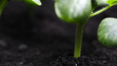 Growing Plants in spring timelapse, sprouts germination, plant in Greenhouse, Agriculture