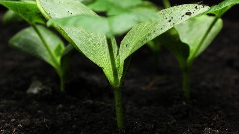 Growing Plants In Timelapse Sprouts の動画素材 ロイヤリティフリー Shutterstock