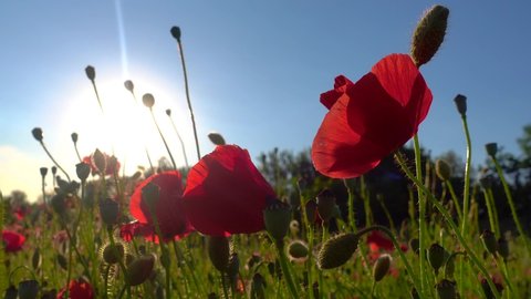 Wild poppy field, beautiful summer rural landscape, sunset rays. Blooming bright red flowers opposite the sun. Papaver rhoeas, common poppy, corn rose.