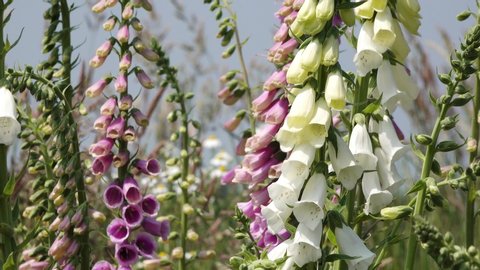 colorful flowering foxglove in in the nature