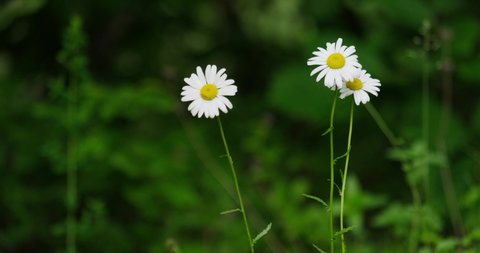 wild field chamomile on a green background