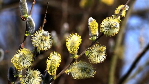 willow catkin branch blooming m nature 
