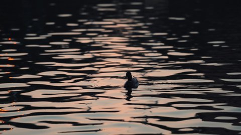 Silhouette Of Duck Swims On The Rippling Water At Lake Of Nations In Quebec, Canada During Sunset. - wide shot