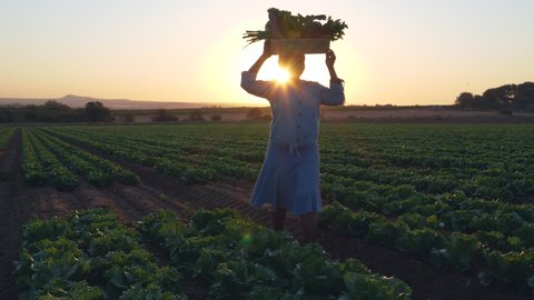 Sunset view of a Black African female farmer carrying a box of beautiful freshly picked vegetables on her head. Carrying a load on the head is a cultural way to transport goods.