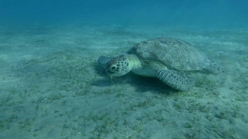Slow motion of Green Sea Turtle eating seagrass, on the blue water background. Underwater shot, Close up. Red Sea, Egypt Royalty-Free Stock Footage #1054320119