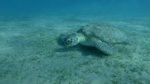 Slow motion of Green Sea Turtle eating seagrass, on the blue water background. Underwater shot, Close up. Red Sea, Egypt
