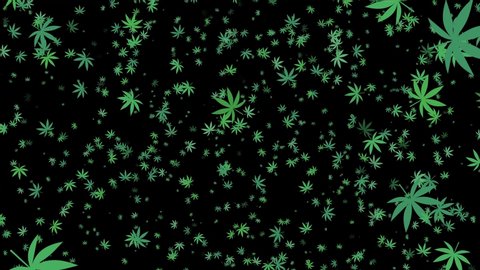 CBD Cannabis Plant Leaf or Marijuana Green Graphic Loop Animation