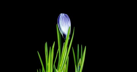 Timelapse of several violet crocuses flowers grow, blooming and fading on black background. easter, spring, holidays concept