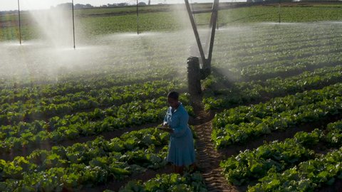 Aerial zoom out view of a Black African female farmer using a digital tablet and monitoring centre pivot irrigation on large scale vegetable farm