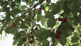 Red sour cherry tree branch with pair of tasty fruit on wind. Close-up cherry tree branches and fruit