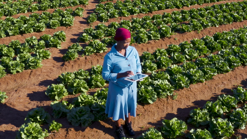High aerial zoom out view of a Black African female farmer using a digital tablet monitoring vegetables on large scale vegetable farm Royalty-Free Stock Footage #1054321868