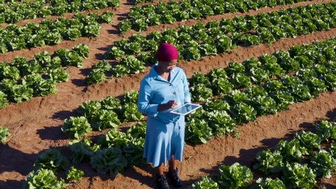 High aerial zoom out view of a Black African female farmer using a digital tablet monitoring vegetables on large scale vegetable farm