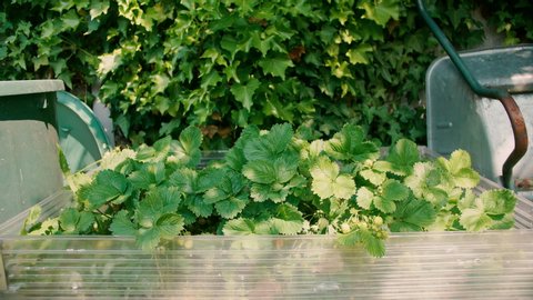 medium shot of a rasied bed with strawberry plants growing in it, shining in a bright green color on a sunny day.