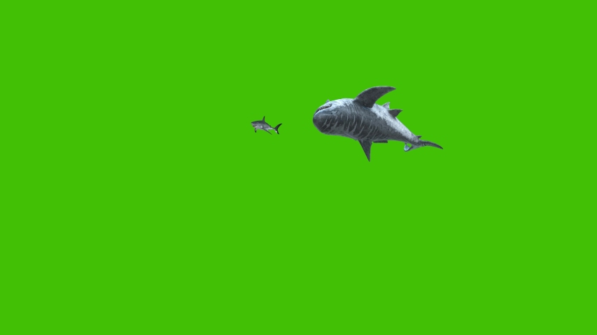 Megalodon Attacks the Shark Green Screen 4K 3D Rendering Animation