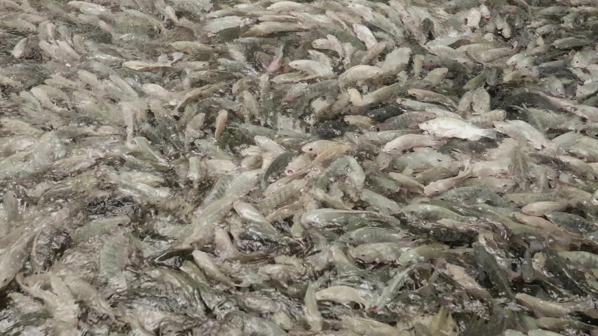 this video tilapia being fed hatchery Stock Footage Video (100% Royalty ...