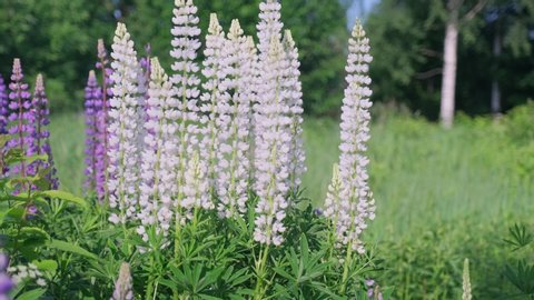 Beautiful large white lupine flowers with green leaves swaying in the breeze in the meadow on a sunny day.