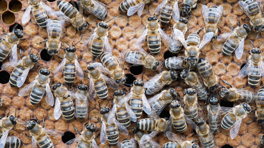 honey bee brood care birth worker Stock Footage Video (100% Royalty ...