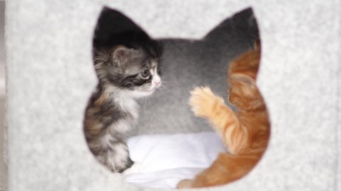 Cute little Maine Coon kitten playing fighting.