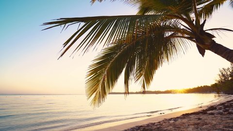 Palm trees and exotic tropical island beach, beautiful sea sunrise 