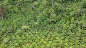 Aerial drone video of palm oil plantation and tropical rainforest. Forest has been cut down and replaced with oil palms. Deforestation for agriculture environmental problem.
