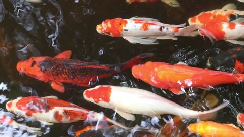 Footage of  Fancy Carp swimming in a pond. Fancy Carps Fish or Koi Swim in Pond. Water is black and reflection of light.