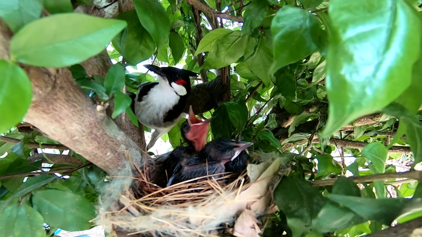 Pycnonotus jocosus baby birds are waiting for food from their mothers. And their mother found food