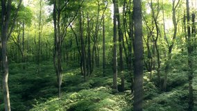 Walking through jungle forest as sun peeks through trees at summer time. Rays light into green forest. Nature wood in story in special coutryside - Powered by Shutterstock - Get 15% off with code: PIKWIZARD15