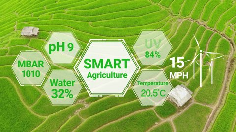 Smart digital agriculture technology by futuristic sensor data collection management by artificial intelligence to control quality of crop growth and harvest. Computer aided plantation grow concept.