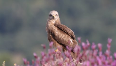 Black kite with the first light of the morning