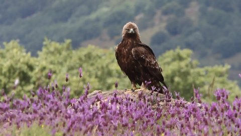 Adult female Golden eagle among purple flowers with first light of day