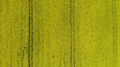 Aerial View Landscape Rapeseed Field. Texture Field of Blooming Rapeseed Aerial View. Flying Over Yellow Rapeseed Flowers Texture. Yellow Flowers Canola. Mustard Flowers. Spring Landscape.