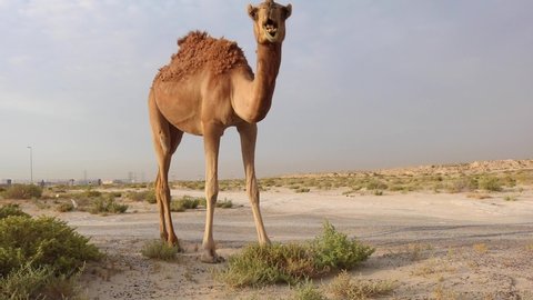 Camel walk at desert landscape