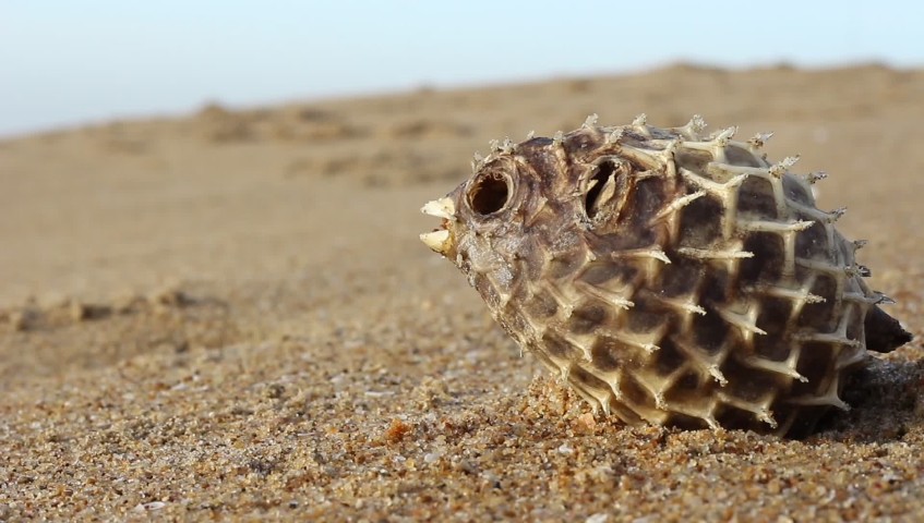 Dead Puffer Fish Washed up on Beach sand. Long-spine porcupinefish also know as spiny balloonfish - Diodon holocanthus on beach sand.
