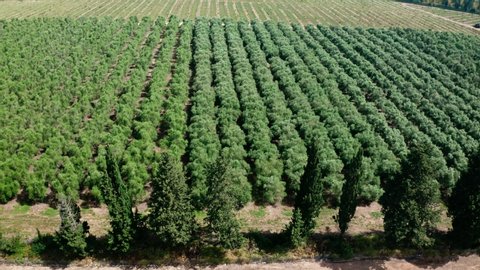 Aerial footage of large Avocado plantation in north Israel with young trees