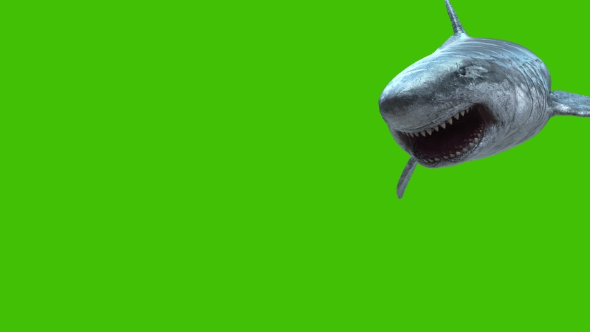 Megalodon Green Screen 4k 3d Stock Footage Video 100 Royalty Free Shutterstock Megalodon Green Screen 4k 3d Stock Footage Video 100 Royalty Free Shutterstock