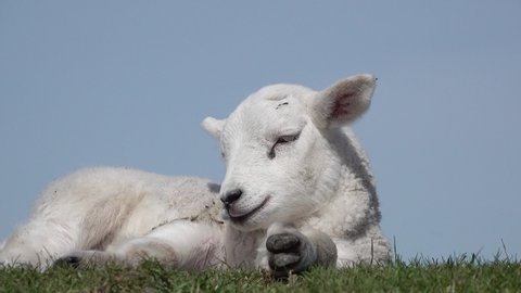 Cute white  lamb lying on meadow in springtime in front of blue sky
