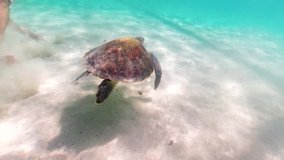 Underwater video of swimming sea turtle. Wild sea animal in the tropical ocean. Marine life in the shallow water.