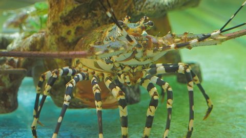 Vdo. Close-up Spiny lobster (Palinuridae) in glass fish tank, other names includes angustas, langouste and rock lobsters.