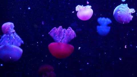 Shiny vibrant fluorescent jellyfish glow underwater, dark neon dynamic pulsating ultraviolet blurred seamless looped backdrop. Fantasy hypnotic mystic pcychedelic dance. Phosphorescent cosmic medusa.