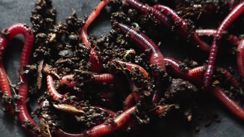 A group of earthworms or earthworms close up in a greenhouse of chernozem. Red worms for fishing or composting bait. Process plant waste into a rich soil and fertilizer improver