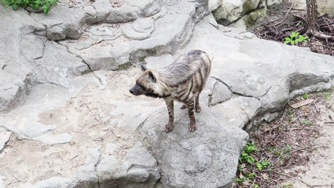 Close-up striped hyena at the zoo. A representative of the hyena family is very rare and protected. The hyena's coat is coarse, straight. nocturnal animal