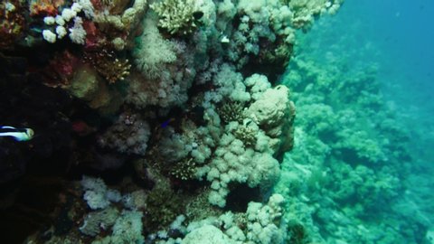 Soft coral polyps on coral reef Elfin Ston catch plankton, Red Sea, Egypt 4K