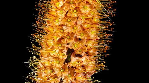 Orange Flower Eremurus Blooming in Time Lapse on a Black Background. Foxtail Lily or Eremurus Stenophyllus